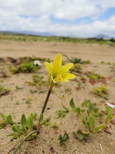 Zephyranthes bagnoldii