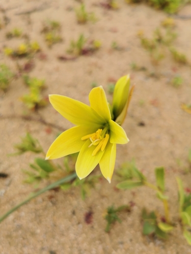 Zephyranthes bagnoldii, photograph 1
