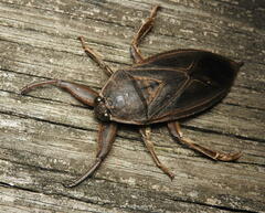 Lethocerus americanus