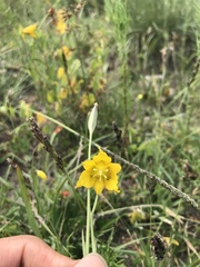 Calochortus barbatus