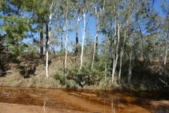 Grevillea pteridifolia