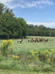 Cervus canadensis canadensis