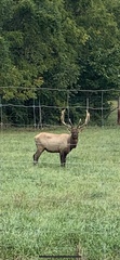 Cervus canadensis canadensis