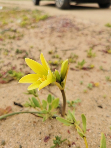 Zephyranthes bagnoldii, photograph 2