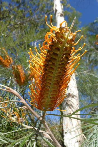 Image of Grevillea pteridifolia by (c) Shelley James, some rights reserved (CC BY)