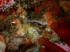 Coryphella trilineata
