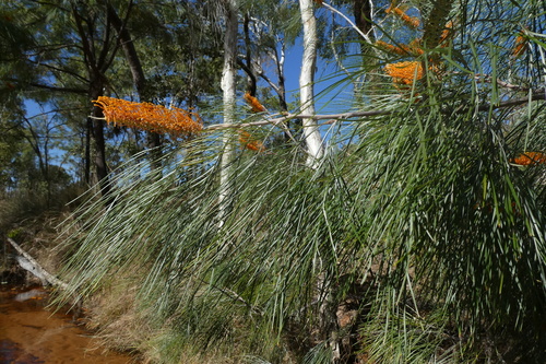 Image of Grevillea pteridifolia by (c) Shelley James, some rights reserved (CC BY)