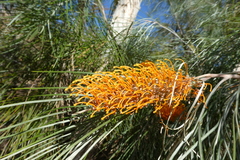 Grevillea pteridifolia