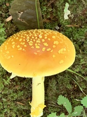 Amanita flavoconia