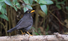 Turdus chiguanco