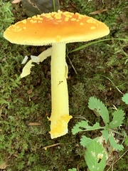 Amanita flavoconia