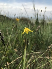 Calochortus barbatus