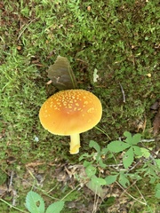 Amanita flavoconia