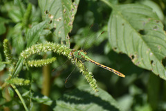 Erpetogomphus