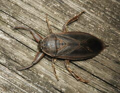 Lethocerus americanus