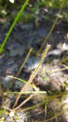 Drosera filiformis