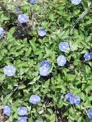 Jacquemontia smithii