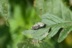 Acontiini