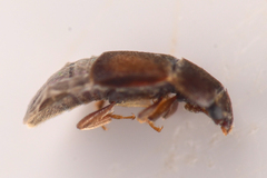 Colopterus truncatus