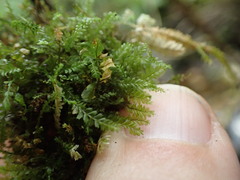 Plagiochila gracilis