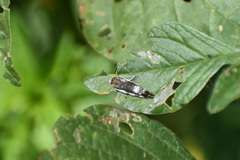 Acontiini