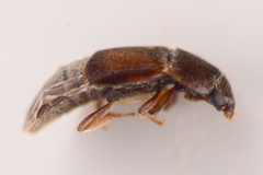 Colopterus truncatus