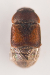 Colopterus truncatus