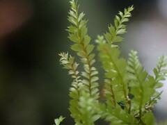 Plagiochila gracilis