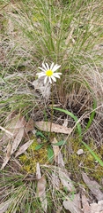 Allittia uliginosa