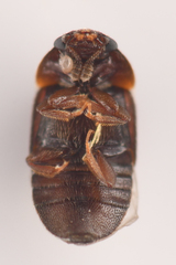 Colopterus truncatus