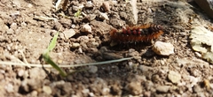 Lepidoptera