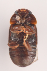 Colopterus truncatus