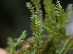 Plagiochila gracilis