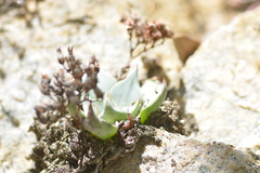 Dudleya
