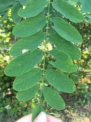 Robinia pseudoacacia