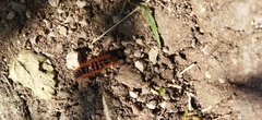 Lepidoptera