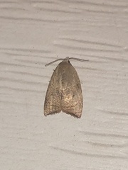 Coelostathma discopunctana