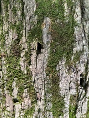 Agrilus planipennis