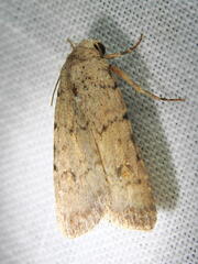 Caradrina
