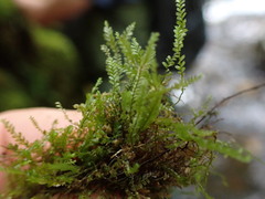 Plagiochila gracilis
