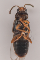 Aleocharinae