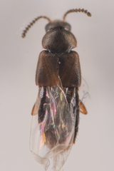 Aleocharinae