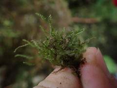 Plagiochila gracilis