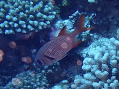 Myripristis