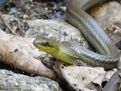 Mastigodryas boddaerti