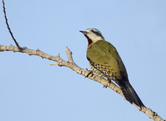 Xiphidiopicus percussus