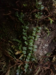 Plagiomnium rostratum