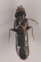 Aleocharinae