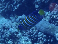 Pygoplites diacanthus