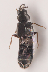 Aleocharinae